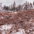 IMG_3783.jpg